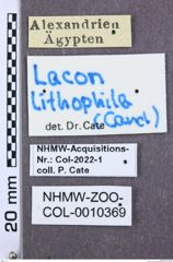 Etikette zu Lacon lithophila (NHMW-ZOO-COL-0010369)